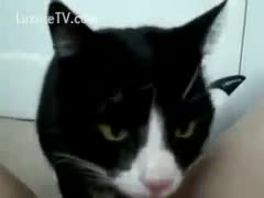 Naughty mother I'd like to fuck in knee high nylons and heels enjoying oral-stimulation from a cat 